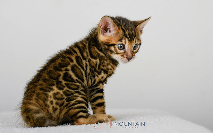 Bengal kitten for sale